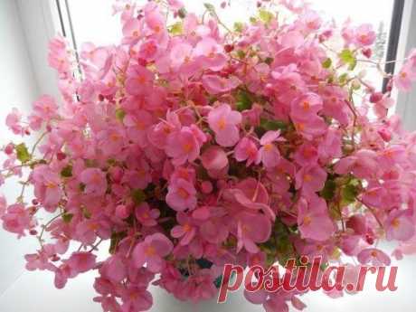 &#127800;Бегония Глуар де Лоррен &#127800;