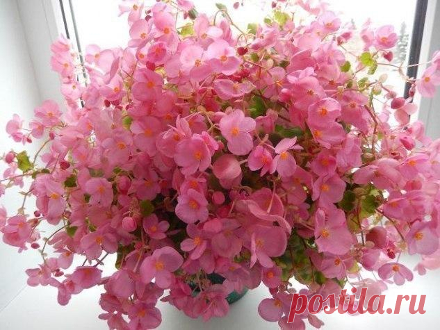🌸Бегония Глуар де Лоррен 🌸