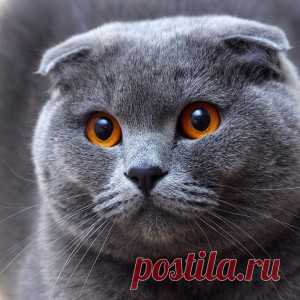 Нужно ли запретить разведение кошек-мутантов? Шотландская вислоухая. Что с ней не так?
