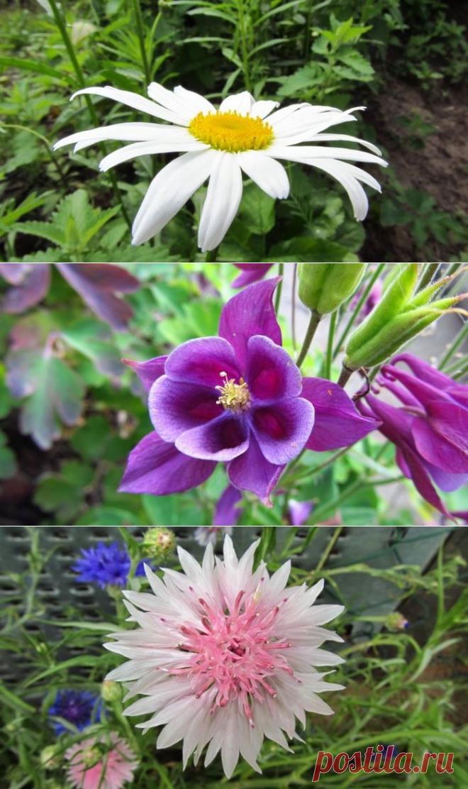 Цветы - Обои на рабочий стол.