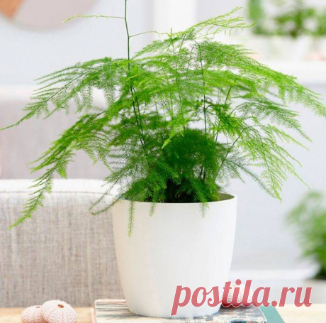 Посадка аспарагуса и его уход в домашних условиях. фото — дом и быт Всё про чистку вещей, дома и офиса. Как почистить квартиру, машину, золото, серебро, дом, мех, зеркало и многое другое...