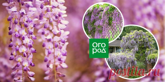 11 растений, которые замаскируют неприглядный забор и заметно преобразят участок