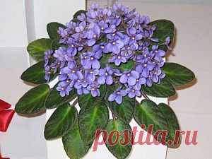 Какие комнатные растения приносят семейное счастье? Поверья и приметы | ЖЕНСКИЙ МИР