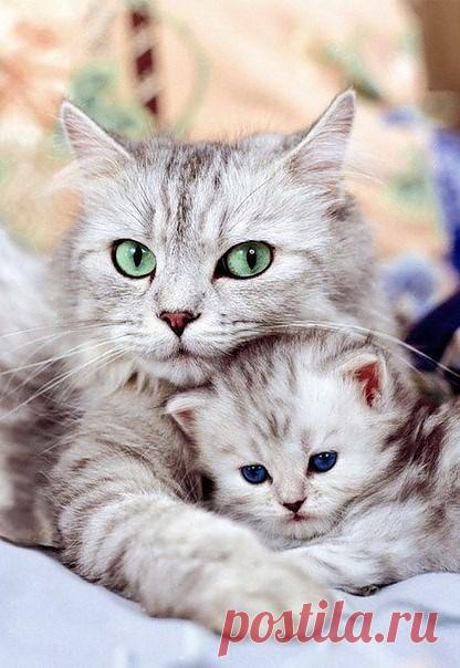 Мой Мир@Mail.Ru