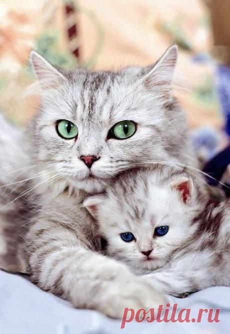 Мой Мир@Mail.Ru