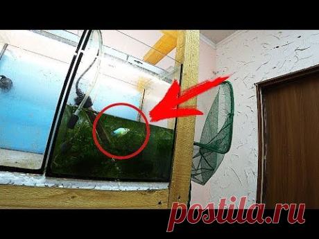 Вторая квадратная пецилия в нерестовике - YouTube