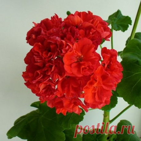 Лечебные свойства герани

Для лечебных целей применяют цветки, листья и корни растения. Препараты из герани обладают противовоспалительными, противомикробными, ранозаживляющими, кровоостанавливающими, мочегонными, вяжущими, закрепляющими, слабыми гипотензивными свойствами.

Настои цветков и листьев герани используют при почечнокаменной болезни, при диарее, фурункулах, отите и других заболеваниях.
При гипертонии, неврозе, повышенной возбудимости залить 1 ст. кипятка 1 ст. л...