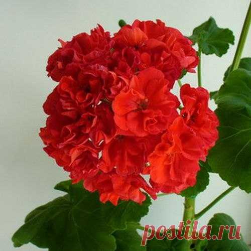 Лечебные свойства герани

Для лечебных целей применяют цветки, листья и корни растения. Препараты из герани обладают противовоспалительными, противомикробными, ранозаживляющими, кровоостанавливающими, мочегонными, вяжущими, закрепляющими, слабыми гипотензивными свойствами.

Настои цветков и листьев герани используют при почечнокаменной болезни, при диарее, фурункулах, отите и других заболеваниях.
При гипертонии, неврозе, повышенной возбудимости залить 1 ст. кипятка 1 ст. л...