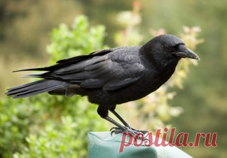 Гениальная ворона решает сложнейшие головоломки, чтобы добыть лакомство — Интересные факты