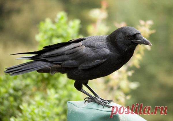 Гениальная ворона решает сложнейшие головоломки, чтобы добыть лакомство — Интересные факты