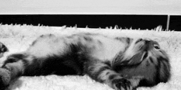 10 научно обоснованных причин завести кота - Лайфхакер