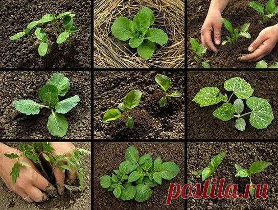 (31) Одноклассники