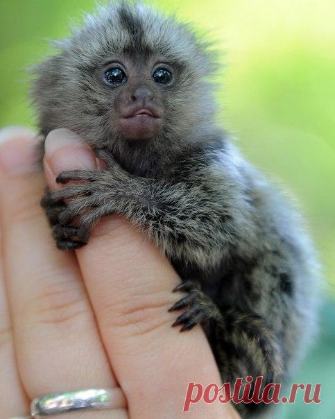 Мармозетка – самая маленькая в мире обезьянка. - Путешествуем вместе