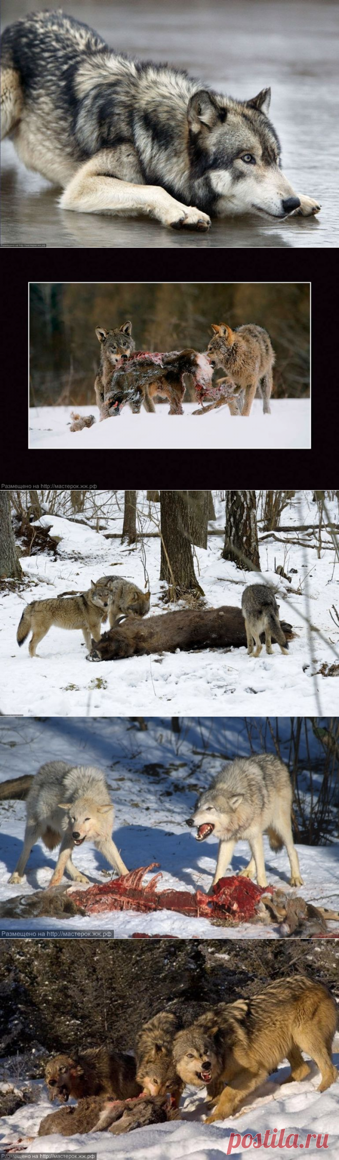 Интересные факты о волках