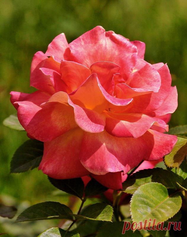 РИА — «Пушистая красавица» на Яндекс.Фотках