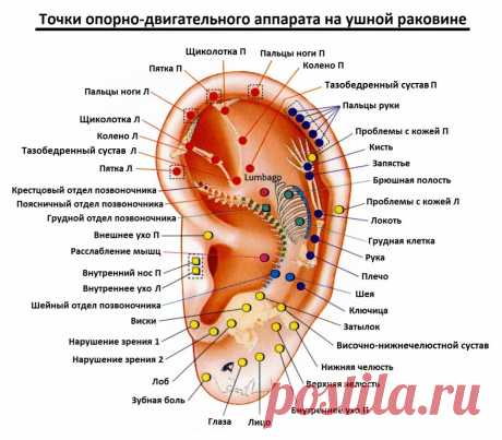 Точки опорно-двигательного аппарата на ушной раковине