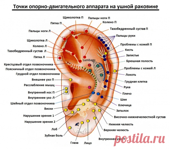 Точки опорно-двигательного аппарата на ушной раковине
