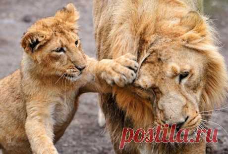 Фотографии loner ! - 655 фото в Моем Мире.