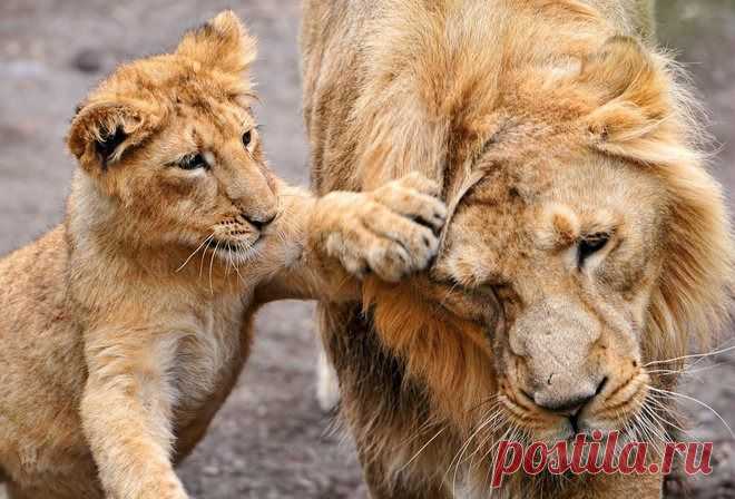 Фотографии loner ! - 655 фото в Моем Мире.