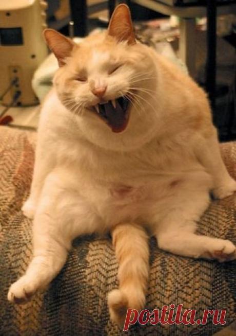 Когда эмоции зашкаливают
Эмоции на кошачьих лицах