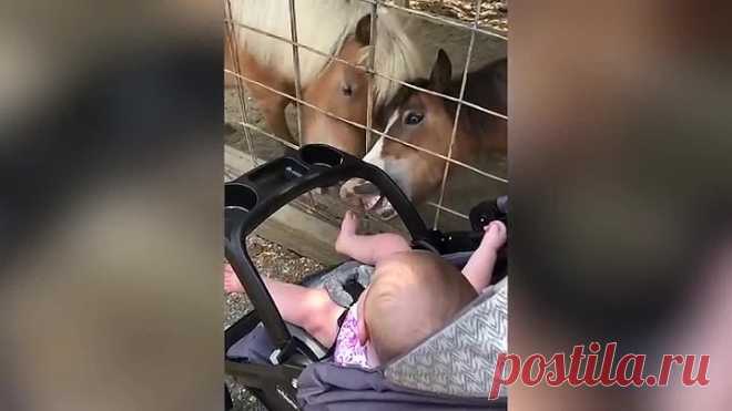Забавные животные троллинг младенцев