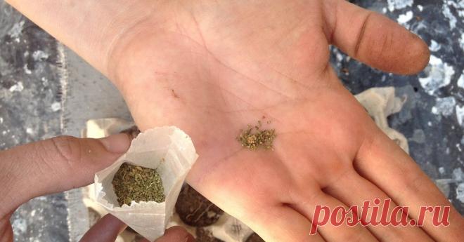 Сеем мелкие семена: 5 надежных способов Не знаете, как посеять семена размером меньше макового зернышка, чтобы не было то густо, то пусто? Предлагаем пять проверенных способов.