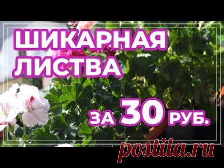 Сульфат магния для герани. Магнезия для пеларгоний.