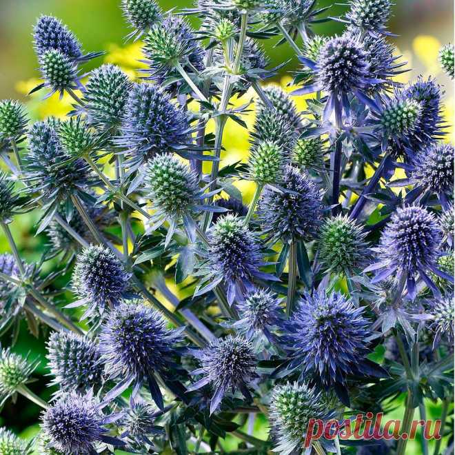Многолетний садовый цветок Синеголовник (Eryngium). Травянистый стержнекорневой многолетник высотой до 1 м с крепким стеблем и колючими листьями. Головчатые соцветия сине-голубые. Цветет в июне - сентябре.
