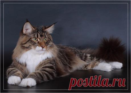 В моих жилах течет благородная кровь...