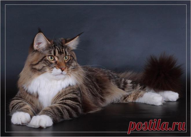 В моих жилах течет благородная кровь...