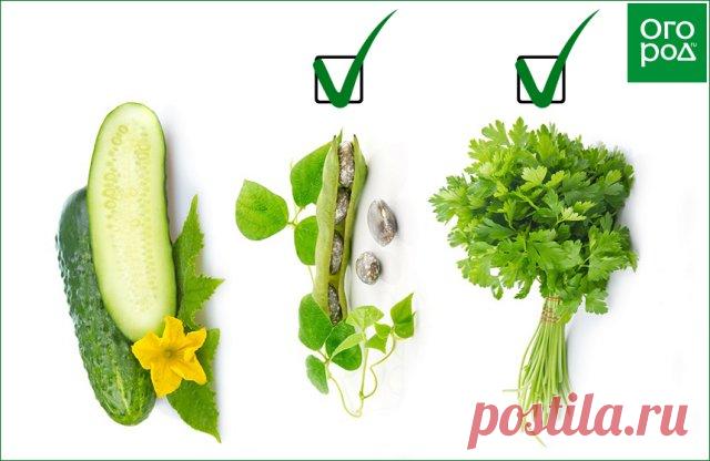 Что можно посадить на грядке после огурцов – планируем посадки на будущий год