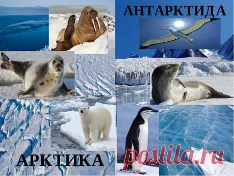 Чем отличается Арктика от Антарктики и Антарктиды и что у них общего?