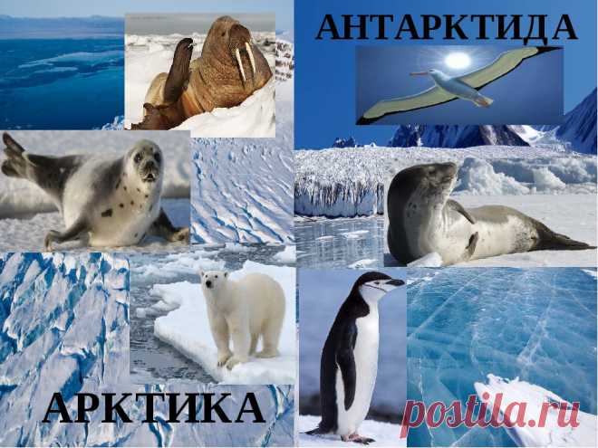 Чем отличается Арктика от Антарктики и Антарктиды и что у них общего?