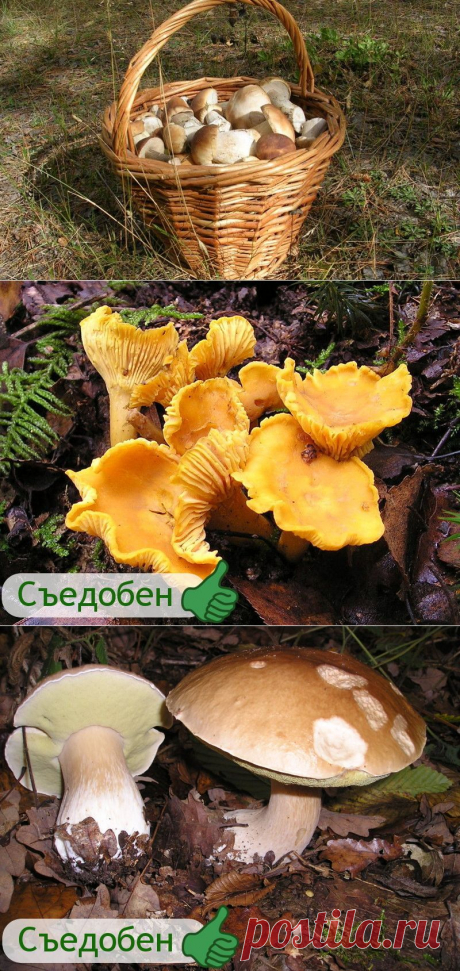 Советы грибникам — Делимся советами
