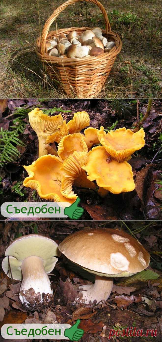 Советы грибникам — Делимся советами