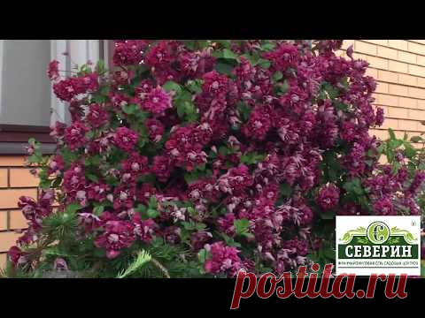 Роскошный клематис? Это просто!