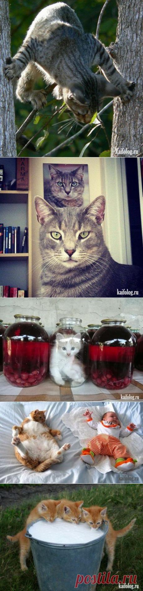 Котомашка на понедельник | Приколисты
