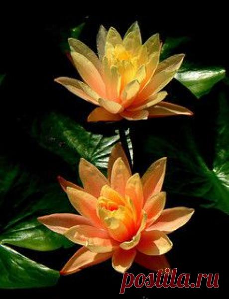 Orange Sunshine | Flickr - Photo Sharing!