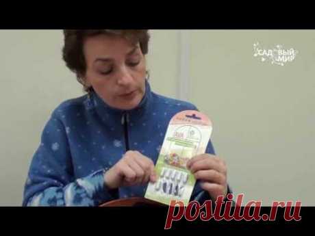 Как сажать клубневую бегонию.. Сайт "Садовый мир"