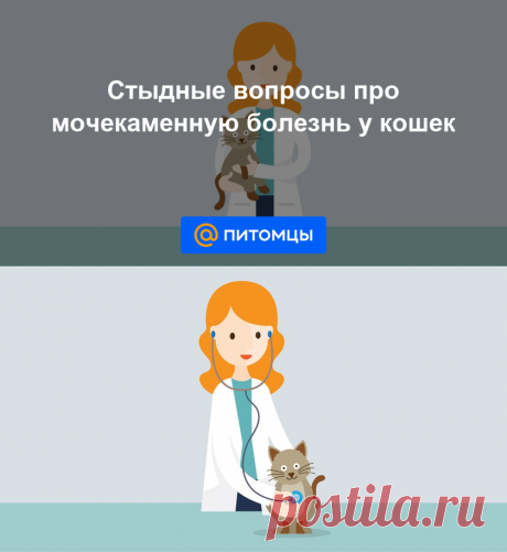 Стыдные вопросы про мочекаменную болезнь у кошек - Mail Питомцы