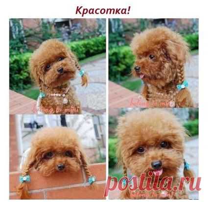 Красотка.!