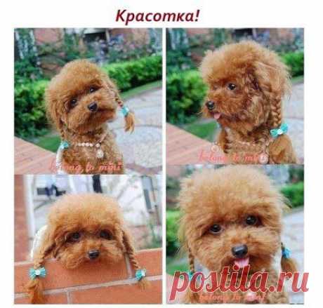 Красотка.!