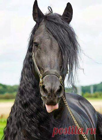 Портрет на паспорт...