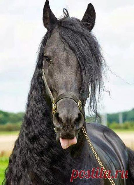 Портрет на паспорт...