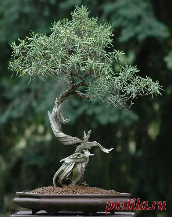 Rosemary bonsai Rozemarijn (Rosmarinus officinalis) is een…  |  Pinterest • Всемирный каталог идей