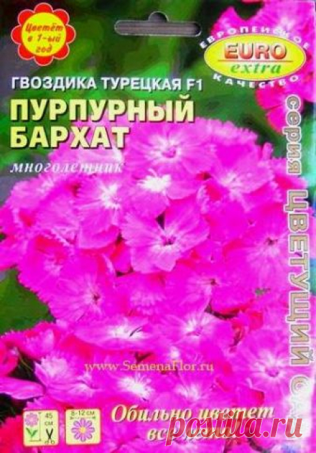 Гвоздика турецкая Пурпурный бархат F1