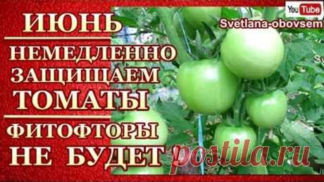 СУПЕР СМЕСЬ ПРОТИВ ФИТОФТОРЫ.. СРЕДСТВО БОРЬБЫ И ПРОФИЛАКТИКА.. ФИТОФТОРЫ НЕ БУДЕТ!!!