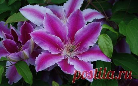 ПЯТЬ ПОДСКАЗОК ПО ВЫРАЩИВАНИЮ КЛЕМАТИСА