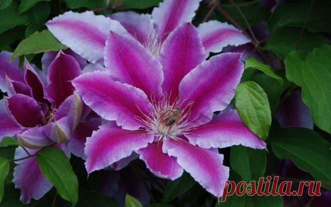 ПЯТЬ ПОДСКАЗОК ПО ВЫРАЩИВАНИЮ КЛЕМАТИСА
