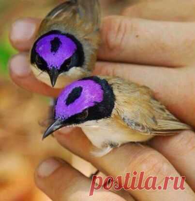 хх